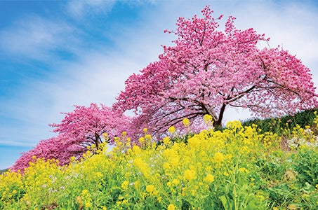 〈東京発〉ひとあし早く春を告げる 早春の掛川桜と河津桜&焼津の海鮮といちご狩りも楽しむ2日間 県道223(ふじさん)駿河湾フェリー利用(清水港→土肥港間)利用!1